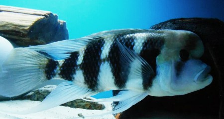 Frontosa Burundi Erkek